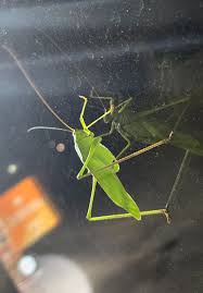 Image result for Telechrysis tripuncta