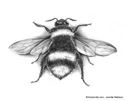 Check spelling or type a new query. How To Draw A Realistic Insect Novocom Top