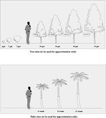 Augusta Landscape Landscaping 101 Tree Size Chart