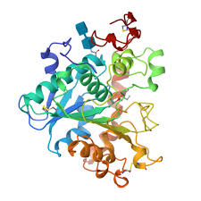 Image result for Lipase