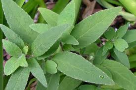 Image result for Blumea squarrosa