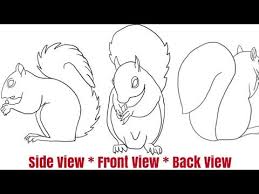 How To Draw A Squirrel Front Side And Back Views Squirrel Drawings Drawing Templates