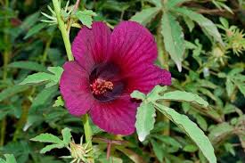 Image result for Hibiscus rhabdotospermus