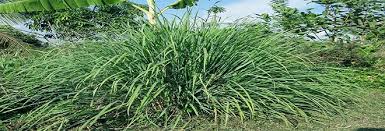 But it never fails—you head out to weed in the morning. Does Natural Lemongrass Help Deter Pests And Wildlife Alford Wildlife