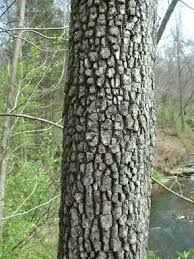 Image result for Diospyros virgata