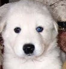 Wolf Hybrid Dog Pictures 2