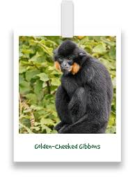 Younger, more rare and friendlier monkeys tend to cost more. Entrance Prices Monkey World