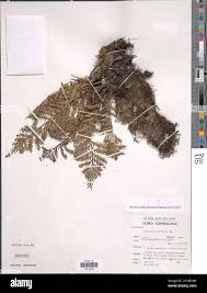 Image result for Asplenium loxoscaphoides