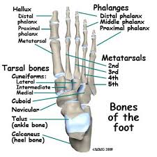 Bones Of The Foot Anatomy Bones Body Anatomy Human Body Anatomy