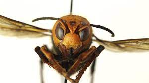 See full list on entnemdept.ufl.edu Any Concern For Murder Hornets In Florida
