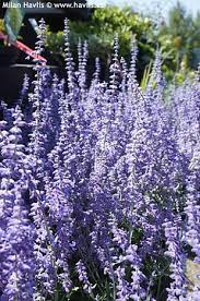 Image result for Perovskia atriplicifolia lacey blue lisslitt photo