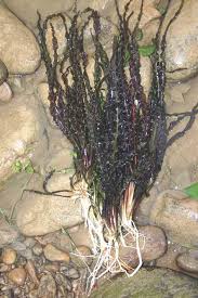 Image result for Scythris crypta