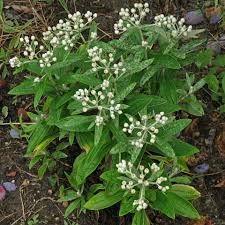 Die silberimmortelle, auch perlpfötchen oder perlkörbchen genannt, überzieht schnell große flächen. Anaphalis Triplinervis Silberregen