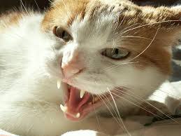 Image result for Cat Bite