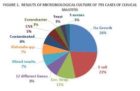 Responsible Use Of Antibiotics For Treatment Of Clinical Mastitis Dairexnet