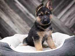 Pure bred german shepherds for sale not registered but both parents are pure bred father is a black male mother is a sable female father has show titles and is a working line dog. Visit Our German Shepherd Puppies For Sale Near Milwaukee Wisconsin