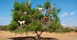 Coffee beans pooped out by cats are a thing the asian palm civet is a cat known to eat coffee cherries in the wild, which are fermented in their digestive tract and pooped out whole. The Poop Of These Moroccan Tree Goats Produces Pricey Argan Oil Cbs News