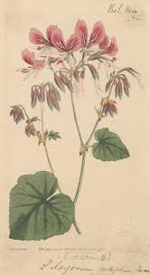 Image result for Pelargonium apetalum