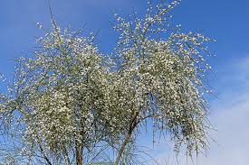 Image result for Retama monosperma