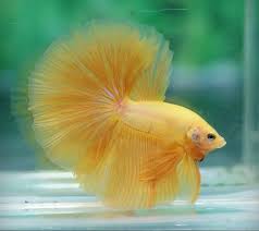 Yellow Halfmoon Betta Freshwater Fish Pet Fish Fish