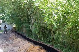 We did not find results for: Nj Bamboo Landscaping Bamboo Plants And Privacy Hedges