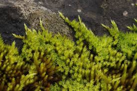 Image result for Monothecium