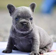 Visits and puppy travel are still available for you to receive a puppy at this time. Blue French Bulldog Puppies For Sale In Ohio Frenchbulldogblue Bulldog Puppies French Bulldog French Bulldog Puppies