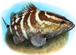 Full Color Illustration Of A Nassau Grouper Epinephelus Striatus Grouper Fish Art Grouper Fish