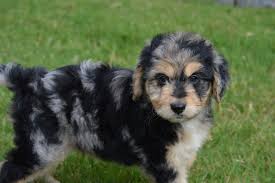 We currently offer three types of aussiedoodles: Aussiedoodle And Mini Aussiedoodle Pups For Sale