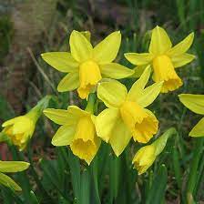 Top 25 Most Beautiful Daffodil Flowers Daffodil Flower Daffodils Flowers