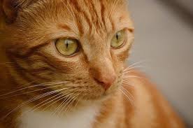 Mango is a quirky and sometimes forgetful cat who enjoys singing. Orange Tabby Cats Facts Personality And Genetics