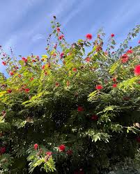 Image result for Calliandra haematocephala