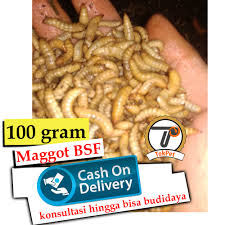 Maggot Bsf Larva Ulat Magot Bisa Untuk Bibit Lalat Black Soldier Fly Kedepannya Jika Di Budidaya Kan Lazada Indonesia