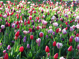 Check spelling or type a new query. Spring Images At The Biltmore Estate In Asheville Nc Nc Trees Photography More