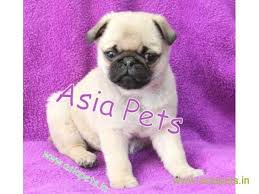 At the present moment, you have successfully become so, these are some of the features that pug dogs have. Pin On Asia Pets Shop