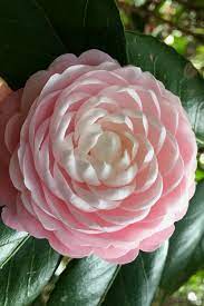Pin On Flowers