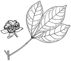 Image result for Micrococca