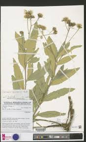 Image result for Vernonia guineensis