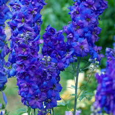 Image result for Delphinium