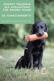 Pin Auf Midoggy Gruppenboard