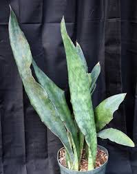 Image result for Sansevieria kirkii