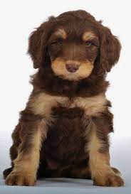 Golden Mountain Doodle Golden Retriever Poodle Burnese Mountain Dog Mix Cute Dogs Animals Beautiful Puppies