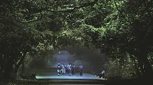 Ensure no Ganesh immersion inside Mumbai's Sanjay Gandhi National Park: Bombay HC to Forest department | Mumbai News - The Indian Express