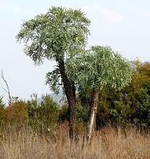 Image result for Afrocanthium pseudorandii