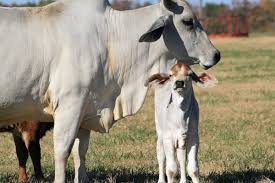 The brahman cattle is a very popular breed in it's native area and some other countries around the world. Brahman Homestead On The Range