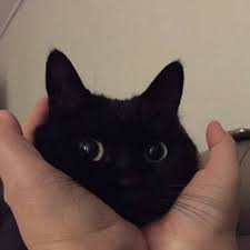 1 Curtidas Tumblr Em 2020 Gatos Estranhos Gatos Legais Fotos De Animais Engracados