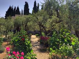 The Garden Of Gethsemane Jerusalem Israel Garden Of Gethsemane Jerusalem Israel