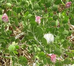 Image result for Capparis cartilaginea