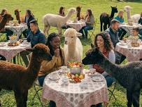 Spill the Tea…with alpacas!
