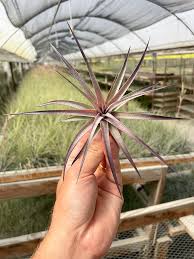 Image result for Aeranthes africana